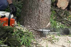 Tree and Shrub Care in Rockvale, TN