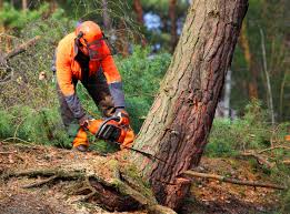 Leaf Removal in Rockvale, TN