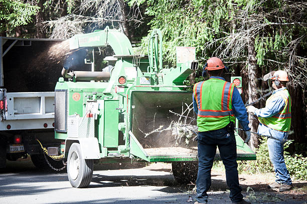 How Our Tree Care Process Works  in  Rockvale, TN