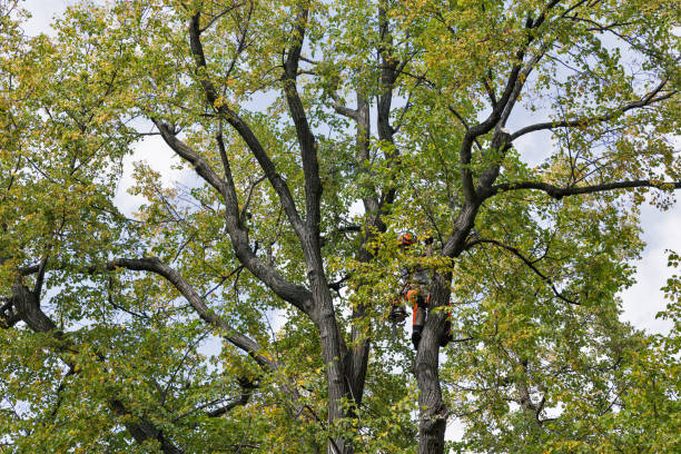 Professional Tree Care in Rockvale, TN